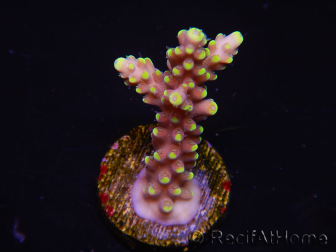 WYSIWYG RAH Acropora latistella Popsicle 5H3