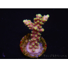 WYSIWYG RAH Acropora latistella Popsicle 5H3