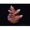 WYSIWYG RAH Acropora latistella Popsicle 5H4