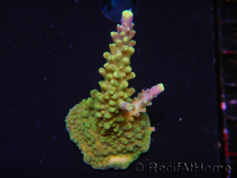 WYSIWYG RAH Acropora Joker 5N1