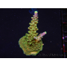 WYSIWYG RAH Acropora Joker 5N1