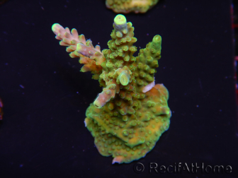 WYSIWYG RAH Acropora Joker 5N2