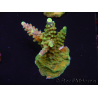 WYSIWYG RAH Acropora Joker 5N2