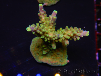 WYSIWYG RAH Acropora Joker 5N4