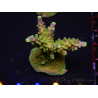 WYSIWYG RAH Acropora Joker 5N4