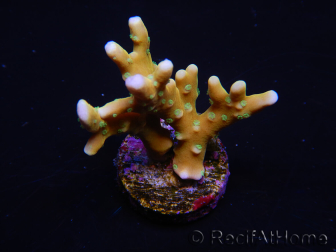 WYSIWYG - MH Tropicana Anacropora 18E1