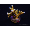 WYSIWYG - MH Tropicana Anacropora 18E1