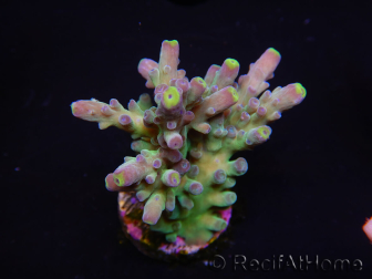 WYSIWYG RAH Acropora Rose Gold 5O2