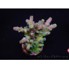 WYSIWYG RAH Acropora Rose Gold 5O2