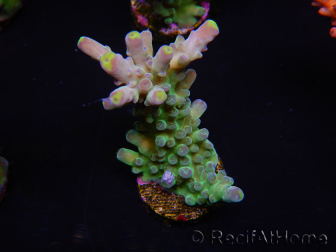 WYSIWYG RAH Acropora Rose Gold 5O3