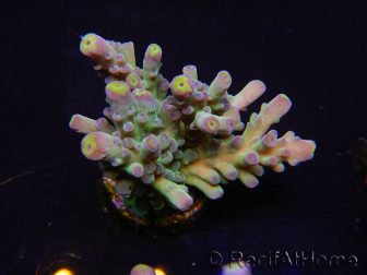 WYSIWYG RAH Acropora Rose Gold 5Q1