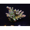 WYSIWYG RAH Acropora Rose Gold 5Q1