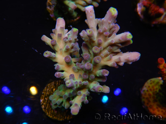 WYSIWYG RAH Acropora Rose Gold 5Q4