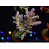 WYSIWYG RAH Acropora Rose Gold 5Q4