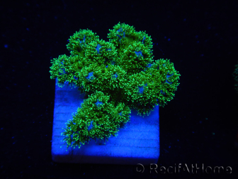 WYSIWYG Pocillopora damicornis green 1A2