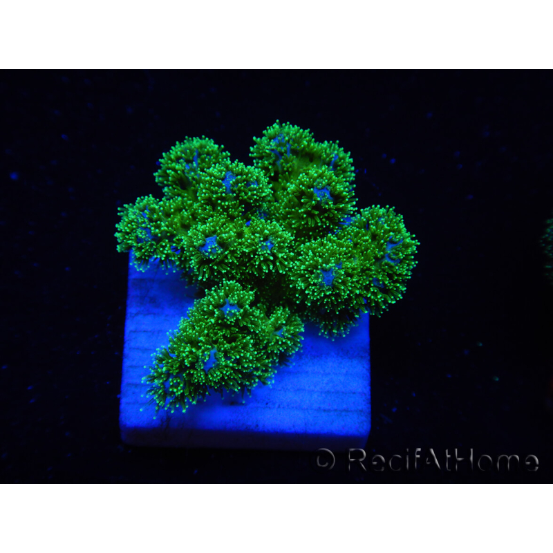 WYSIWYG Pocillopora damicornis green 1A2