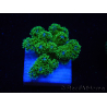 WYSIWYG Pocillopora damicornis green 1A2