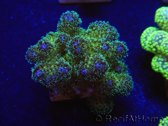 WYSIWYG Pocillopora damicormis Gold insane 1D2