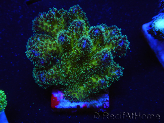 WYSIWYG Pocillopora damicormis Gold insane 1D3