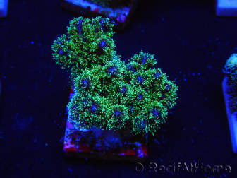 WYSIWYG Pocillopora damicormis tricolor 1E2