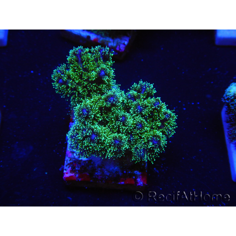 WYSIWYG Pocillopora damicormis tricolor 1E2