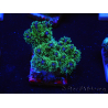 WYSIWYG Pocillopora damicormis tricolor 1E2