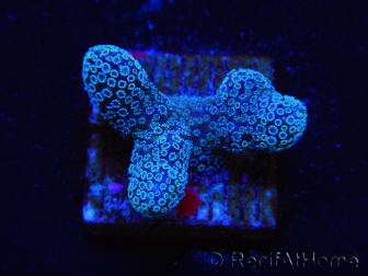 WYSIWYG RAH Stylophora Metallic Blue 1K5