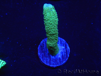 WYSIWYG - Green Montipora digitata 1N4