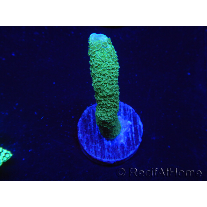 WYSIWYG- Montipora digitata grün 1N4