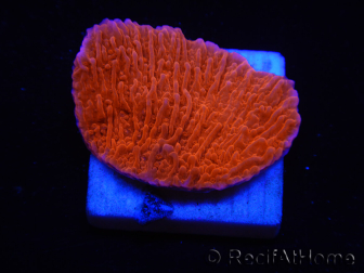 WYSIWYG Montipora Plateau Rouge 1P4