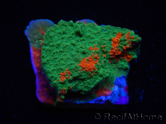 WYSIWYG Montipora plateau GRAFTED ULTRA B1