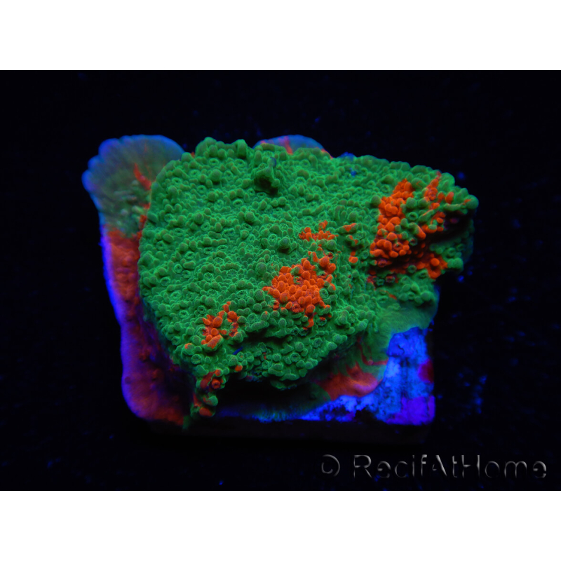 WYSIWYG Montipora plato INJERTADO ULTRA B1