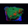 WYSIWYG Montipora plato INJERTADO ULTRA B1