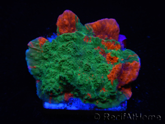 WYSIWYG Grafted Ultra Montipora Plateau B3