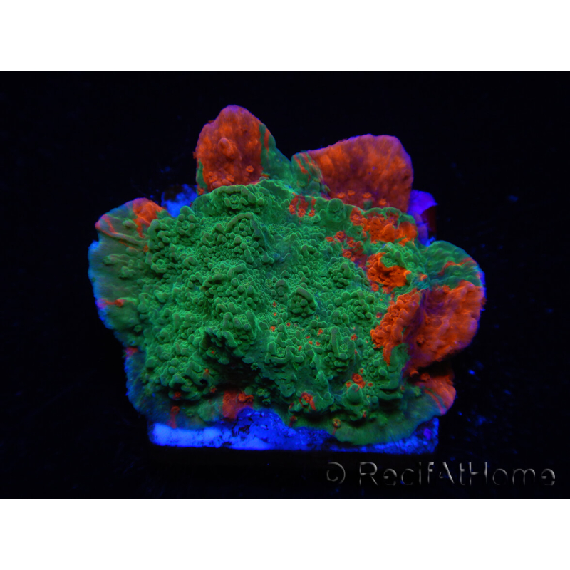 WYSIWYG Grafted Ultra Montipora Plateau B3