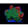 WYSIWYG Montipora plateau GRAFTED ULTRA B3