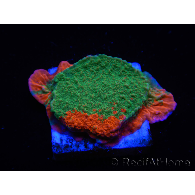 WYSIWYG Montipora plateau GRAFTED ULTRA B4