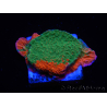 WYSIWYG Montipora plato INJERTADO ULTRA B4