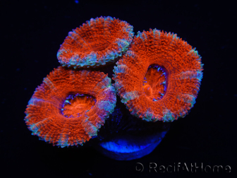 WYSIWYG Micromussa lordhowensis (anteriormente Acanthastrea) 6F1