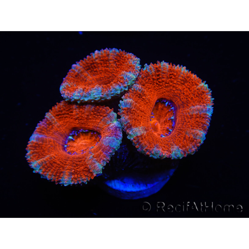 WYSIWYG Micromussa lordhowensis (anteriormente Acanthastrea) 6F1