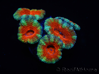 WYSIWYG Micromussa lordhowensis (anteriormente Acanthastrea) 6G1