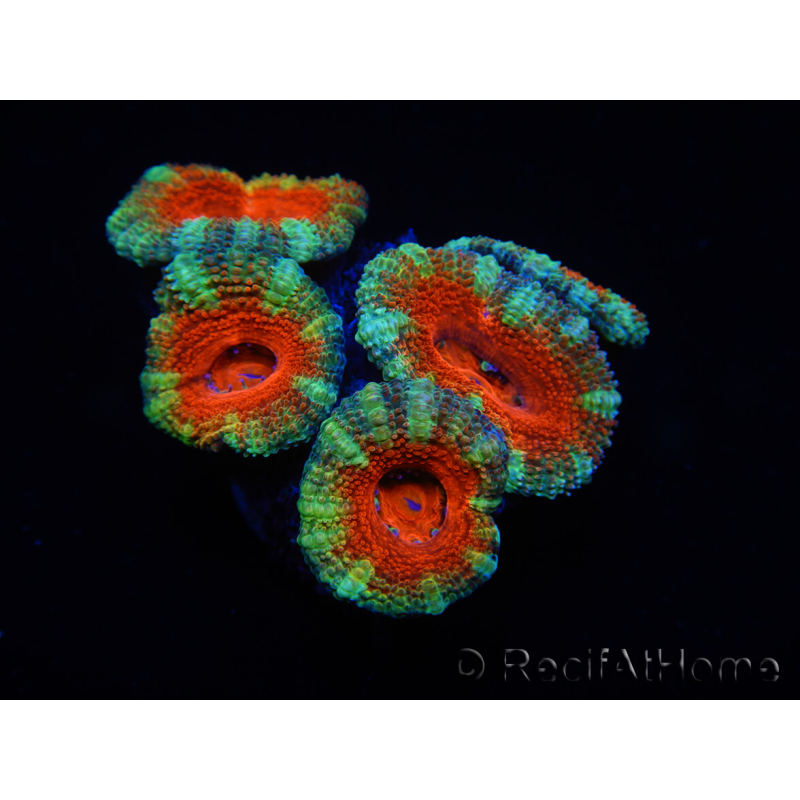 WYSIWYG Micromussa lordhowensis (anteriormente Acanthastrea) 6G1