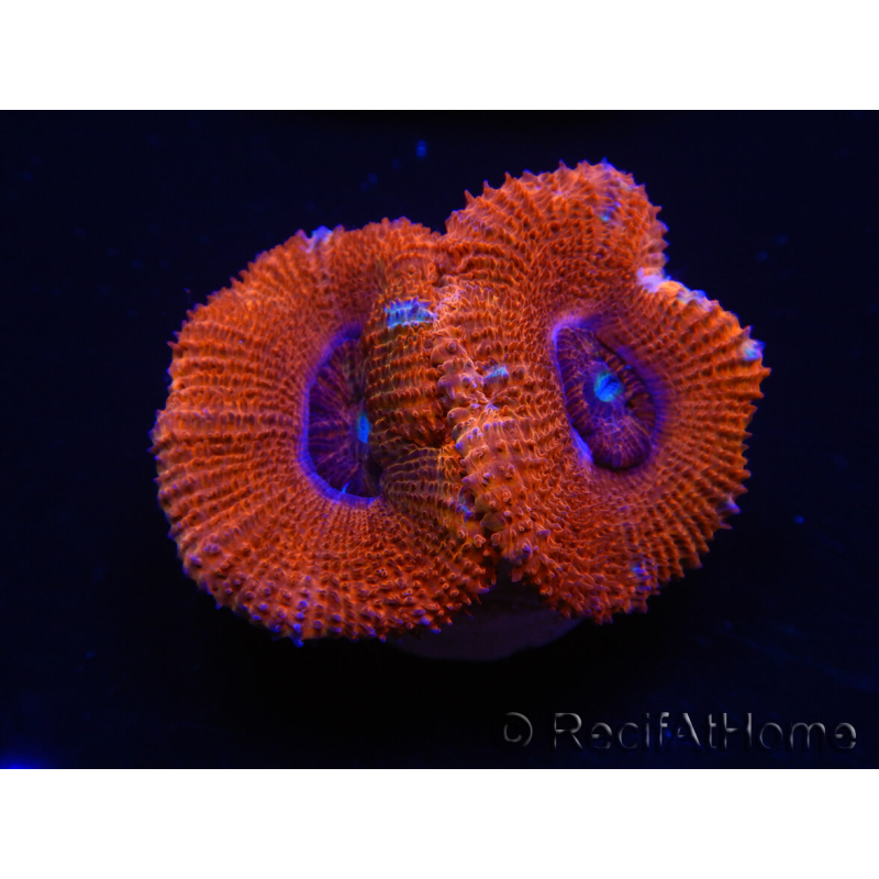 WYSIWYG Micromussa lordhowensis (ex Acanthastrea) 6J1