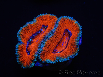 WYSIWYG Micromussa lordhowensis (ehemals Acanthastrea) 6K2