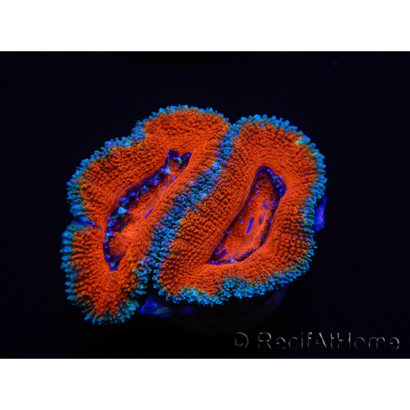 WYSIWYG Micromussa lordhowensis (ehemals Acanthastrea) 6K2