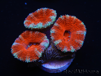 WYSIWYG Micromussa lordhowensis (anteriormente Acanthastrea) 6F1