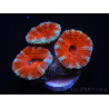 WYSIWYG Micromussa lordhowensis (ehemals Acanthastrea) 6F1