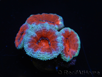 WYSIWYG Micromussa lordhowensis (ehemals Acanthastrea) 6F4