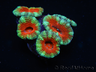 WYSIWYG Micromussa lordhowensis (anteriormente Acanthastrea) 6G1