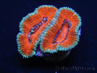 WYSIWYG Micromussa lordhowensis (ehemals Acanthastrea) 6K2